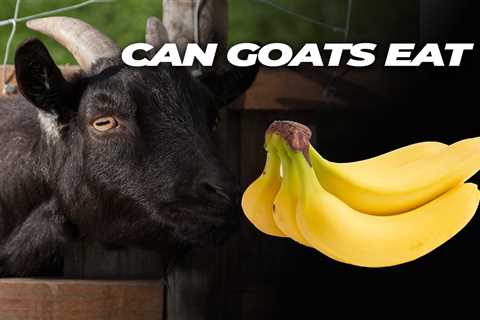 Can Goats Eat Bananas?