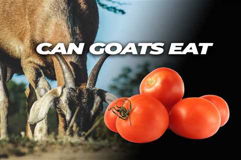 Can Goats Eat Tomatoes?