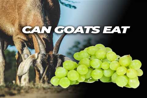 Can Goats Eat Grapes?