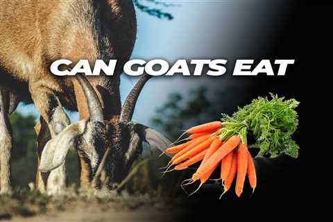 Can Goats Eat Carrots?