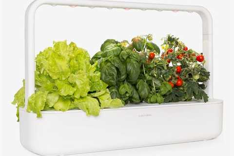 Growing Vegetables Indoors For Beginners