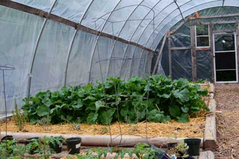 Growing in a Greenhouse - Greenhouse Garden Basics