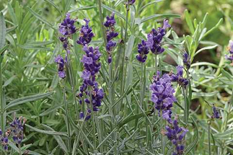 Is Lavender a Herb Plant?