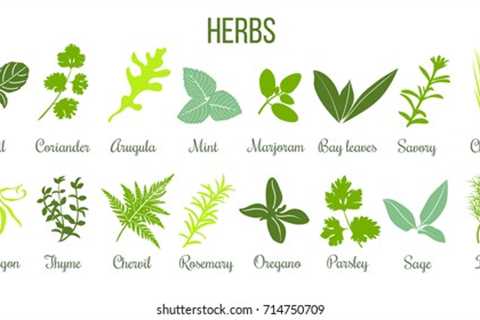 Herbs Examples and Uses