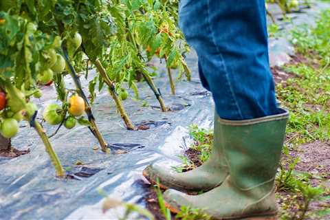 Do Eggplants Need a Trellis?