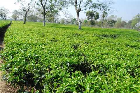 How to Grow a Tea Garden Plan