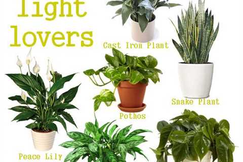 Herbs That Grow in Low Light