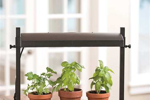 How to Grow Herbs Indoors - The Easiest Herbs to Grow Indoors