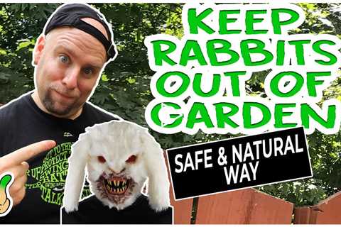 Keep Rabbits Out Of The Garden [7 Tips]