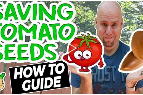 Saving Tomato Seeds for Next Year | Complete Guide