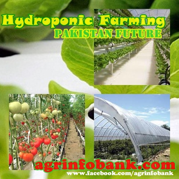 Why Hydroponics is the Future of Farming
