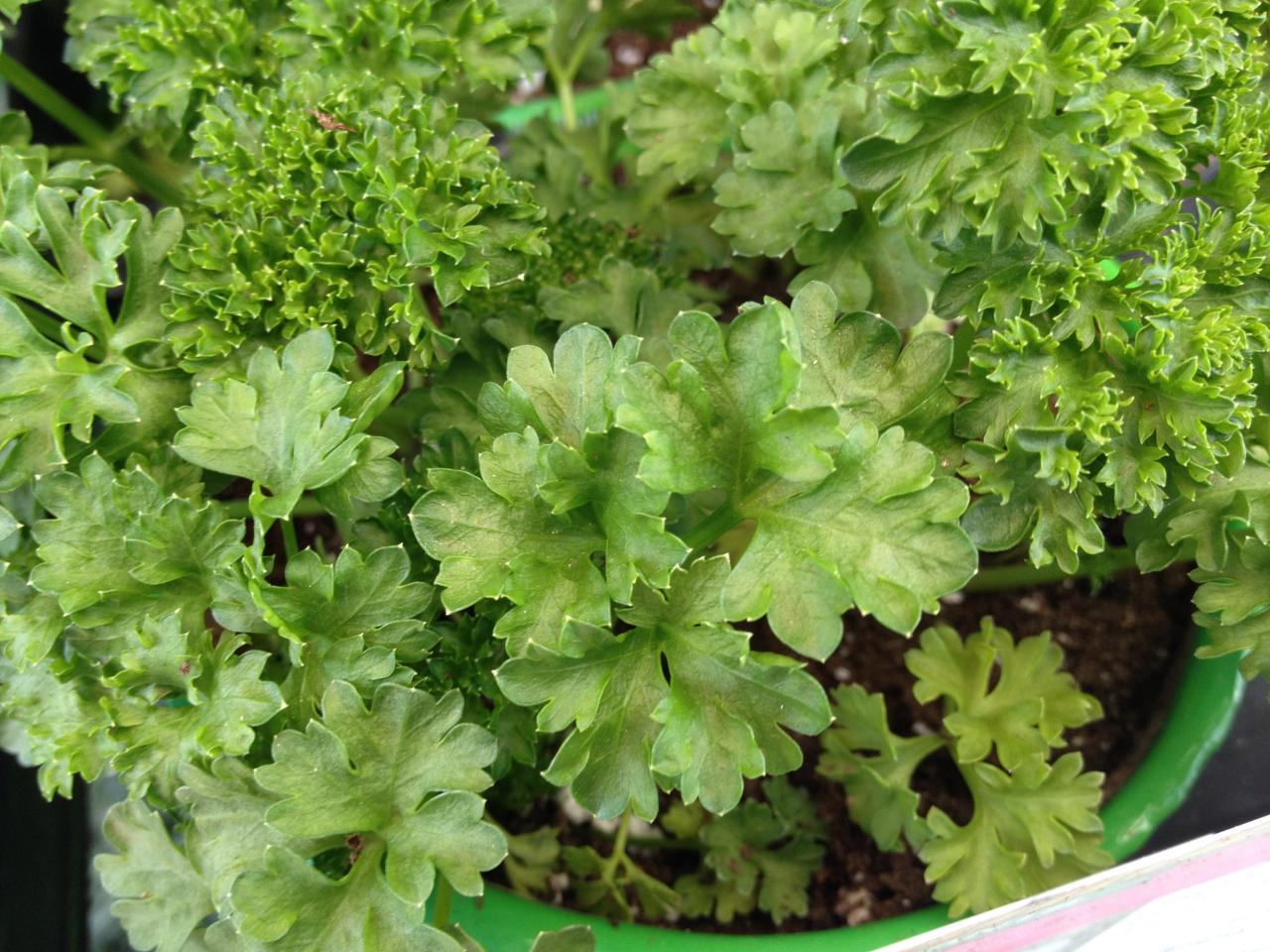 How to Grow Parsley and Other Herbs