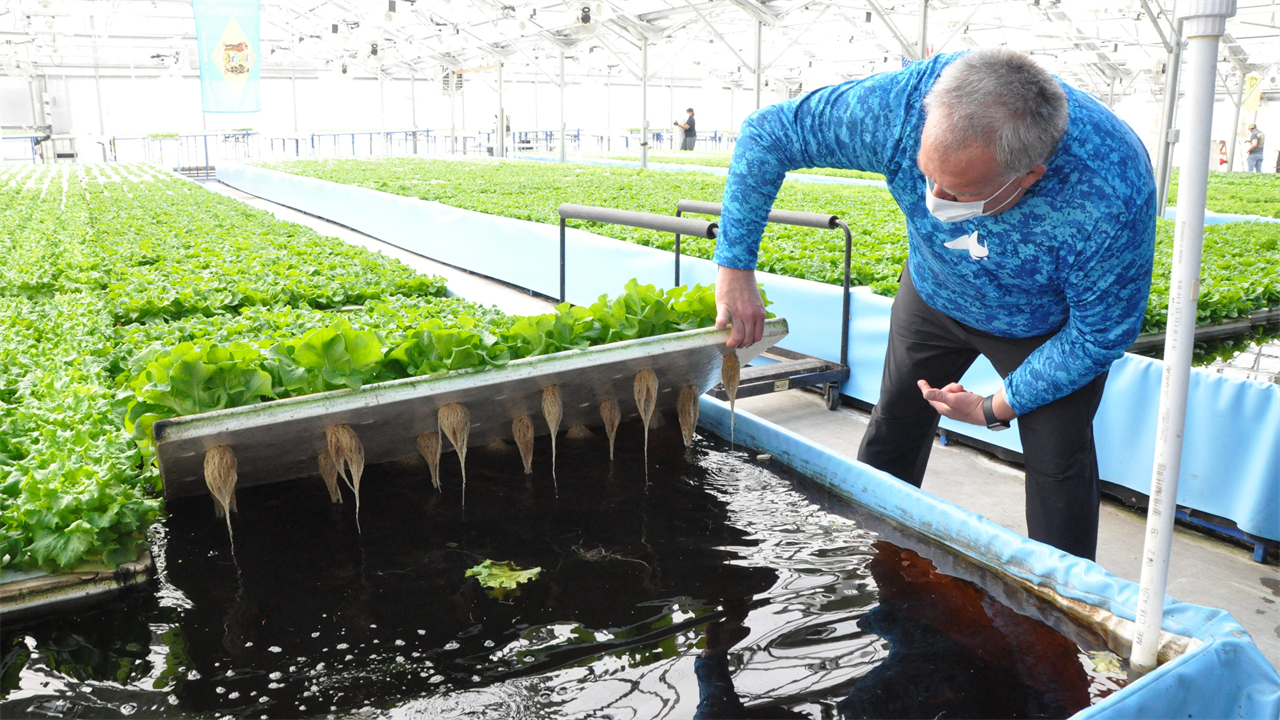 How to Start an Aquaponics Farm