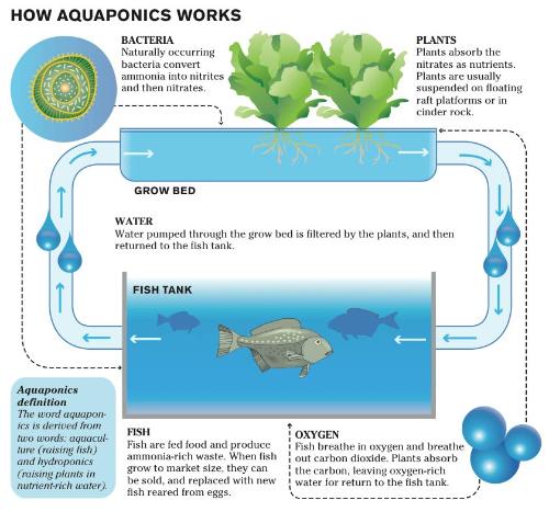 How to Clean an Aquaponics Grow Bed