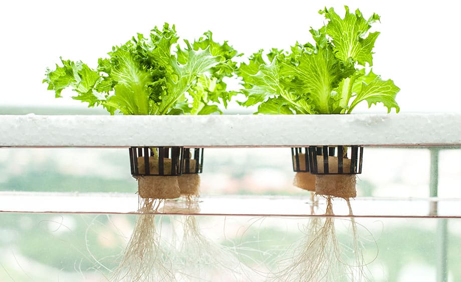 Why Hydroponics is Good For Plants