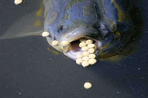 Which Aquaponic Fish Are Healthy to Eat?