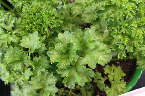 How to Grow Parsley and Other Herbs