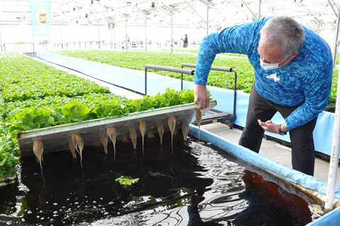 How to Start an Aquaponics Farm