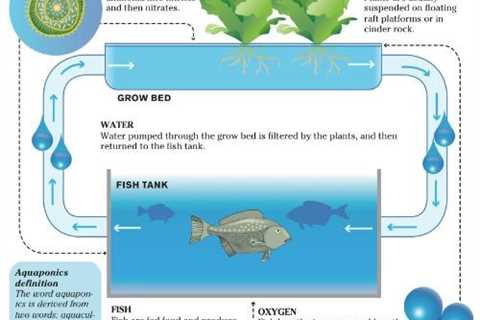 How to Clean an Aquaponics Grow Bed