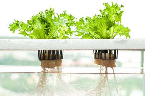 Why Hydroponics is Good For Plants