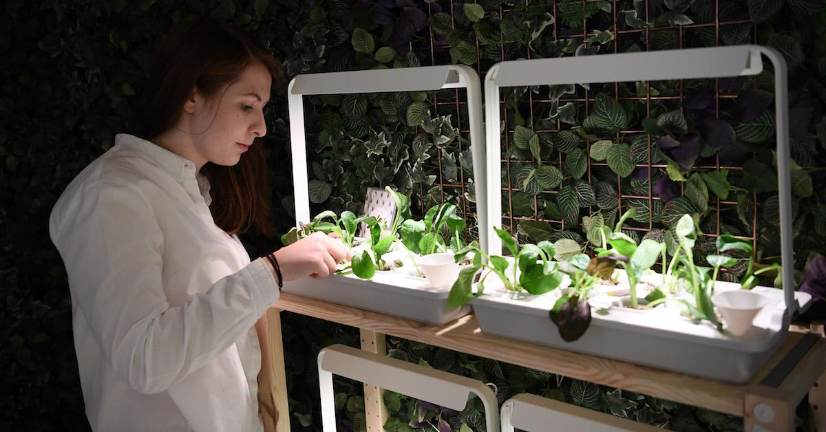 Building a Hydroponic Garden For Home