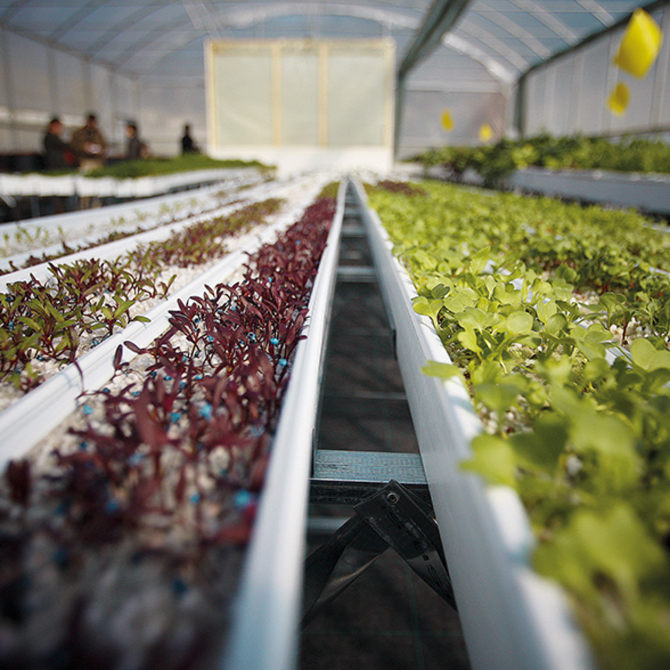 What Can Be Grown in a Hydroponics System?