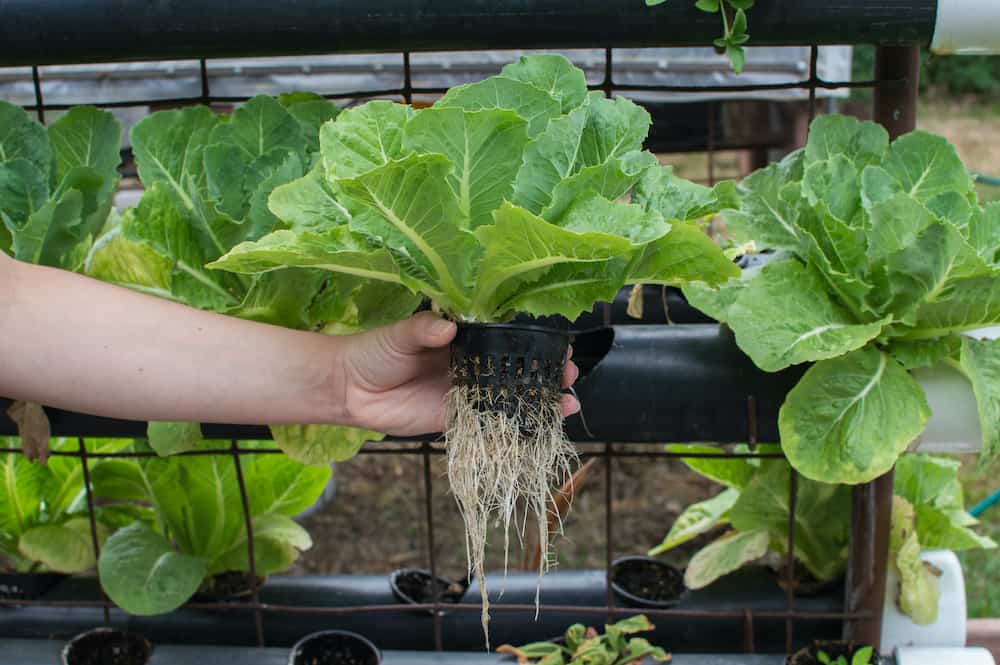 Is Hydroponic Gardening Safe?