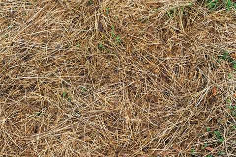 Will the Brown Patches on Your Lawn Cause Any Real Problems in the Summer?