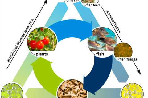 Aquaponics - How Much to Feed Fish?