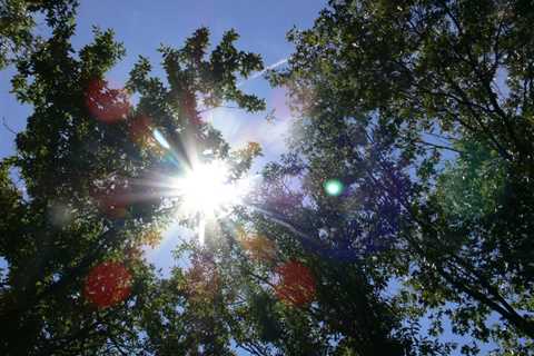 Aquaponics - How Much Sunlight is Optimal For a Rooftop?