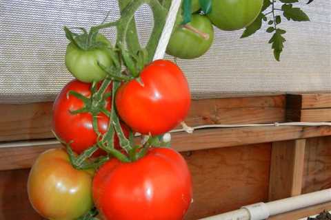 When Will I Harvest My Aquaponics Vegetables?