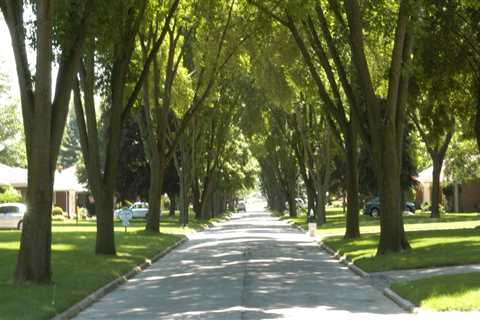 What are 2 benefits to having trees in urban areas?