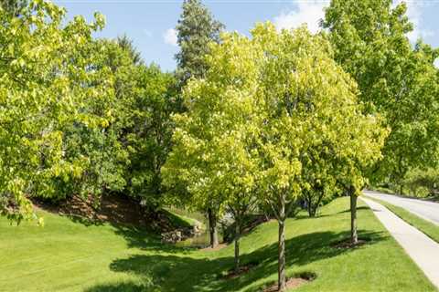 What are the benefits of urban trees?