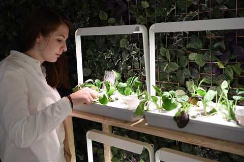 Building a Hydroponic Garden For Home