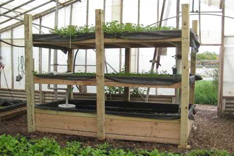 3 Ways to Grow Aquaponics Without Fish