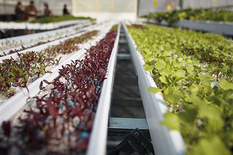 What Can Be Grown in a Hydroponics System?