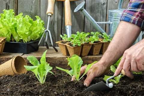 The Easiest Vegetables to Grow in a Garden