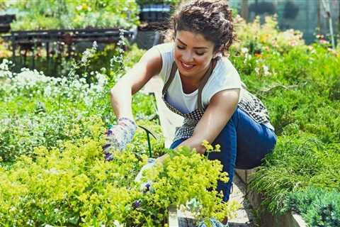 Allotments For Beginners - How to Plant an Allotment