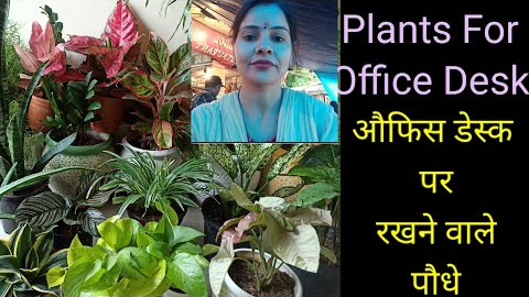 Top Plants For Office Desk/Desktop Plants@Gardening with Geet Kumar