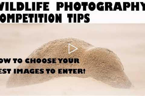 WILDLIFE PHOTOGRAPHY COMPETITION TIPS