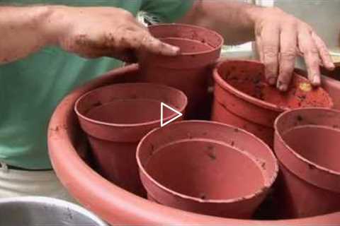 Ask Ian: Container Gardening