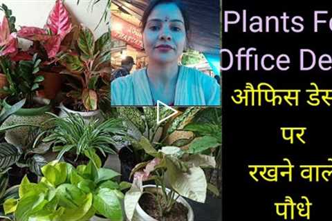 Top Plants For Office Desk/Desktop Plants@Gardening with Geet Kumar