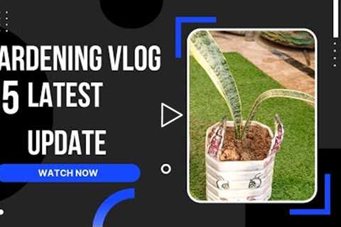 Repotting plants and decoration ideas#gardening vlog35