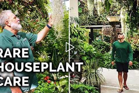 Secret Houseplant Care Tips From a Master Houseplant Grower