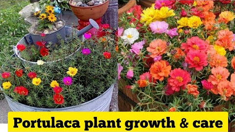 Portulaca plants care and propagation tips by KF gardening