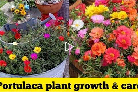 Portulaca plants care and propagation tips by KF gardening