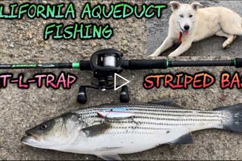 California Aqueduct Fishing 2022 - Rat-L-Trap = STRIPED BASS ACTION!