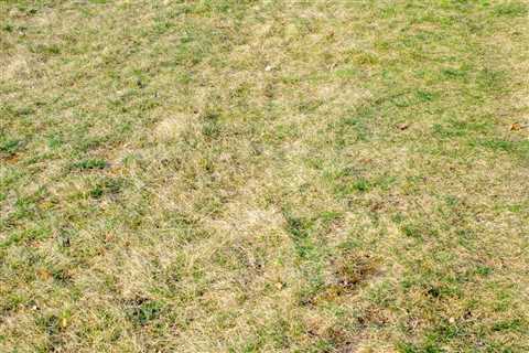 Can You Restore Those Brown Patches on Lawn?