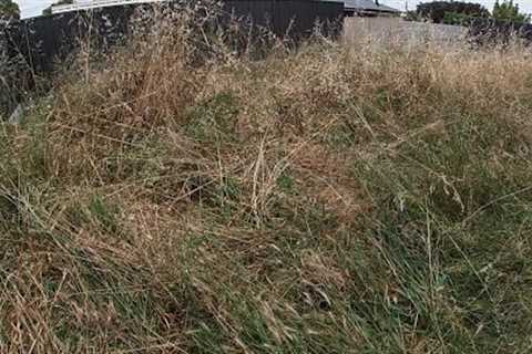 City threatens fine for overgrown backyard | Mowing tall grass to avoid city violation fine