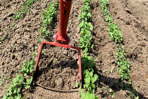 What is the best way to control weeds in a vegetable garden?